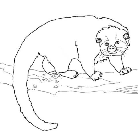 Binturong Bearcat Coloring Page